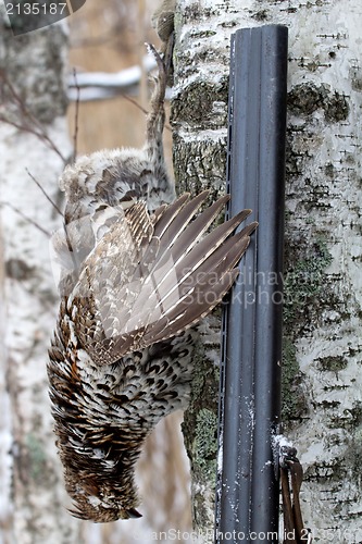 Image of  hunting for a hazel grouse