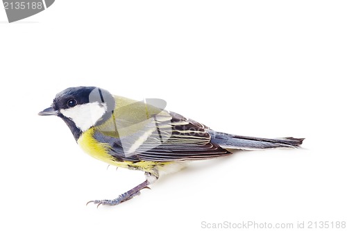 Image of Great tit,  isolated