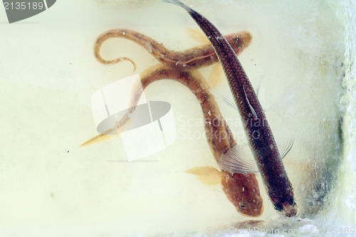 Image of smelt in the winter under ice (Osmerus eperlanus)