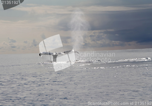 Image of humpback whale (lat. Megaptera novaeangliae)