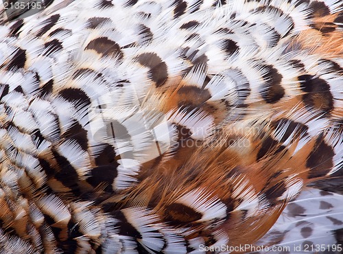 Image of plumage of a hazel grouse