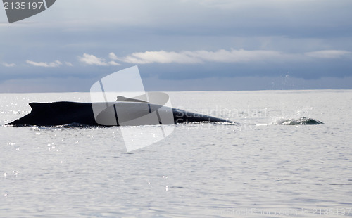 Image of humpback whale (lat. Megaptera novaeangliae)