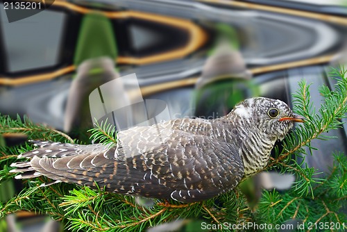 Image of Cuculus canorus, Common Cuckoo.