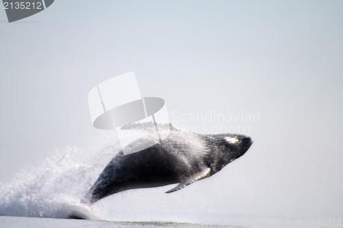 Image of humpback whale (lat. Megaptera novaeangliae)