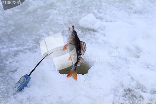 Image of winter perch fishing leisure