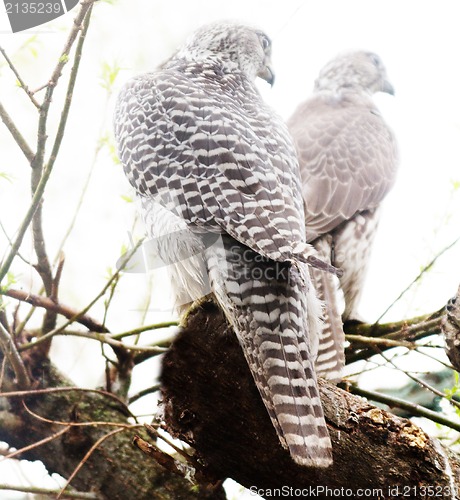 Image of Very rare bird: pair of White gyrfalcon