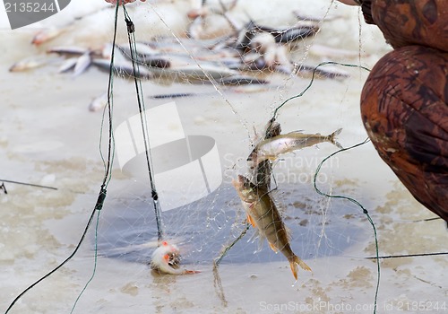 Image of winter  marine net