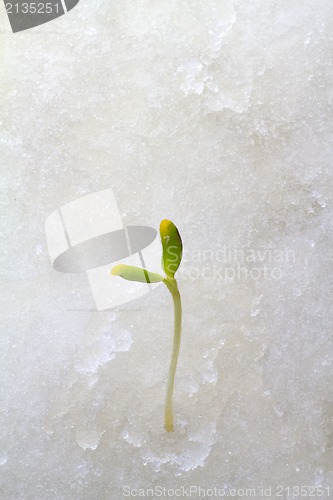 Image of first plants