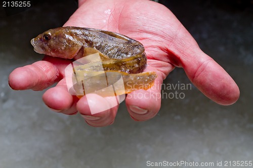 Image of mother-of-eels