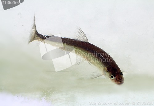 Image of smelt in the winter under ice (Osmerus eperlanus)