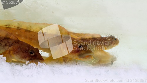 Image of mother-of-eels in the winter under ice (Zoarces viviparus)