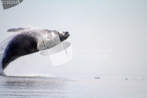 Image of humpback whale (lat. Megaptera novaeangliae)