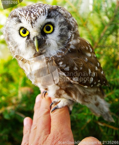 Image of Owl (Aegolius funereus)