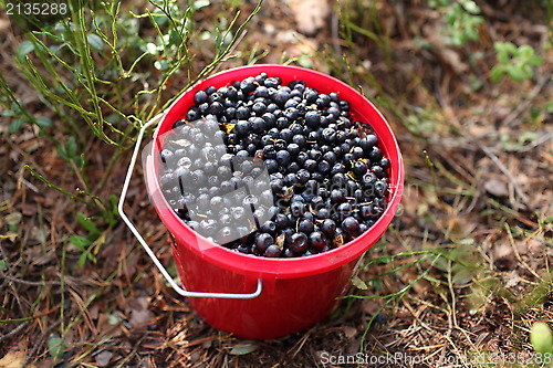 Image of bucket of blueberries