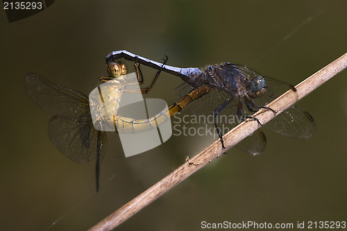 Image of reproduction of two wild yellow  blue  dragonfly