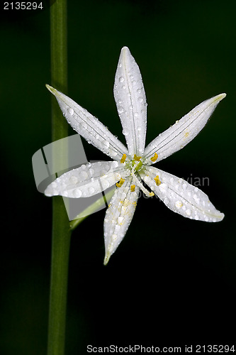 Image of white flower allium ursinum