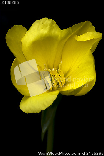 Image of  yellow  crocifere