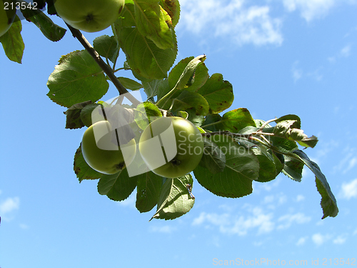 Image of Apple Tree