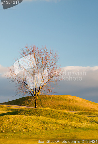 Image of Lonely tree on the golf course 