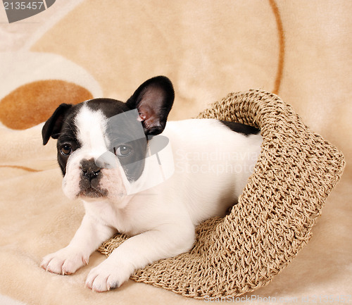 Image of French bulldog puppy