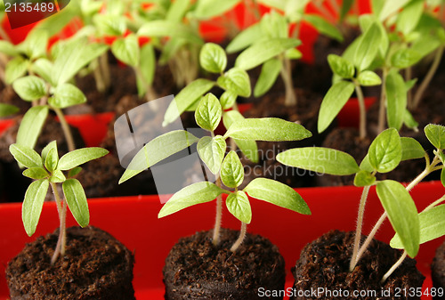 Image of Green seedling