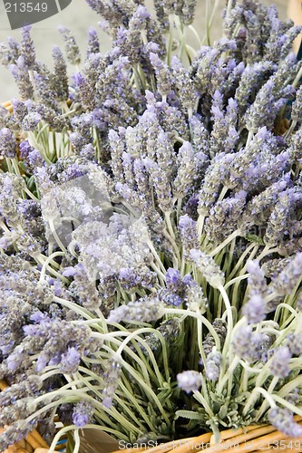 Image of Lavender