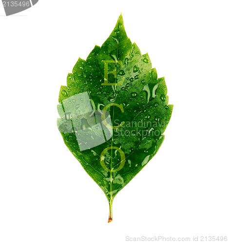 Image of Green leaf 