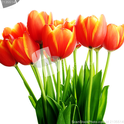 Image of Fresh tulips in boots