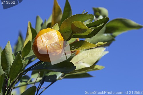 Image of Mandarin