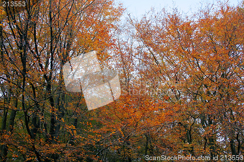 Image of magic autumn forest