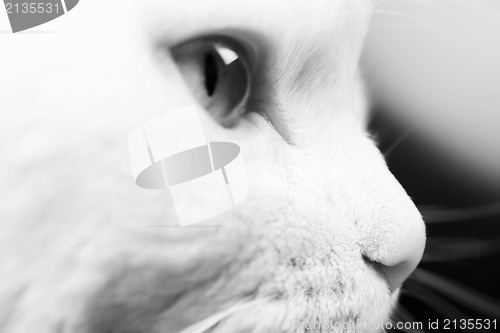 Image of White cat