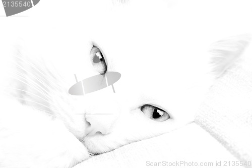 Image of White cat