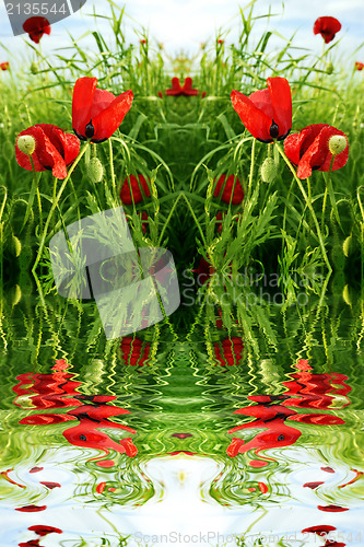 Image of Red poppy