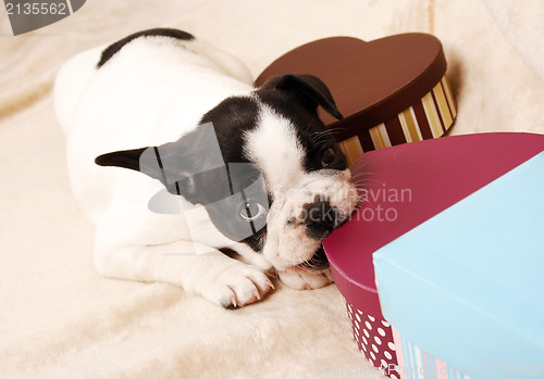 Image of French bulldog puppy