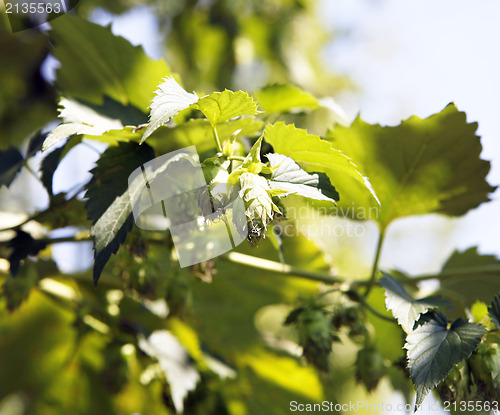 Image of Plant hops 