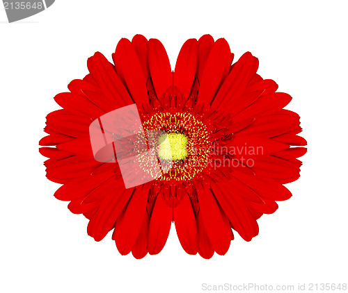 Image of Red gerbera