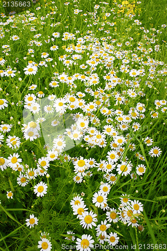 Image of Daisies spring field