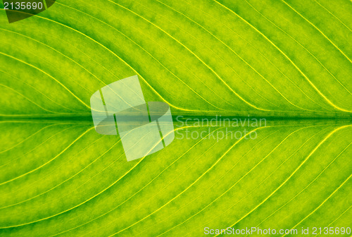 Image of Green leaf