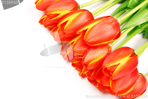 Image of Fresh tulips