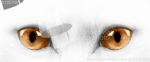 Image of White cat