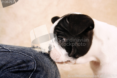 Image of French bulldog puppy