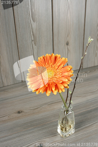 Image of Beautiful orange gerbera 