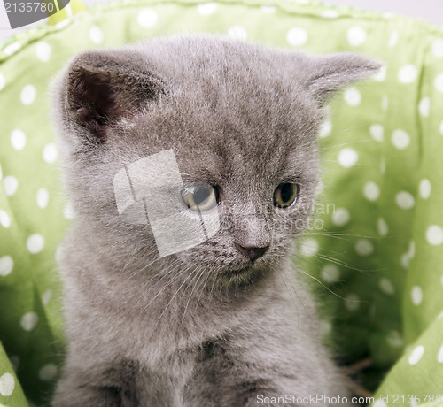 Image of British short hair kitten