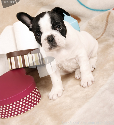 Image of French bulldog puppy