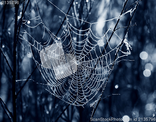 Image of Raindrops in the morning 