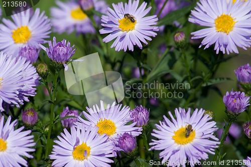 Image of Chrysanthemum.