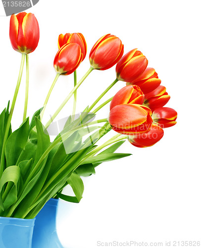 Image of Fresh tulips in boots