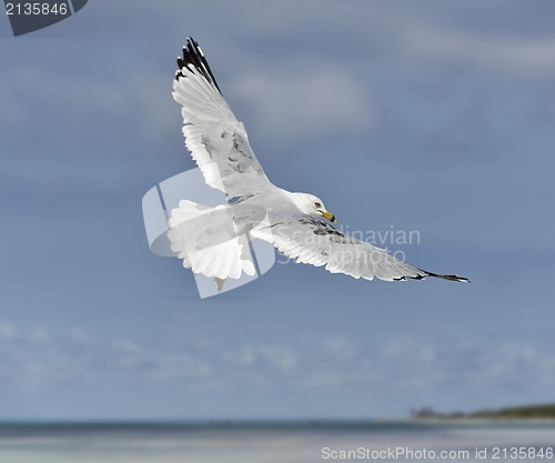 Image of Seagull