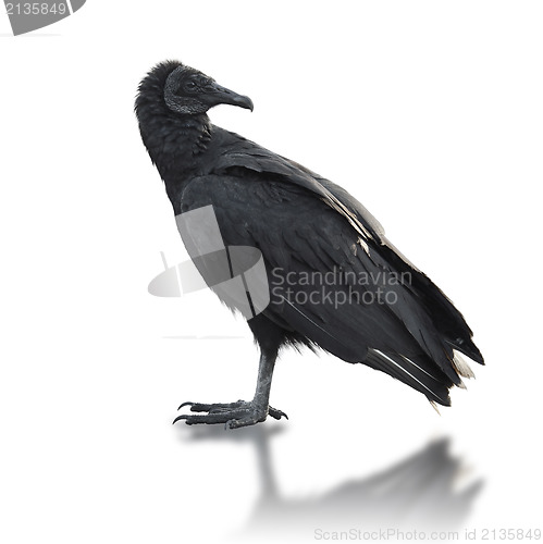 Image of Black vulture (Coragyps atratus)