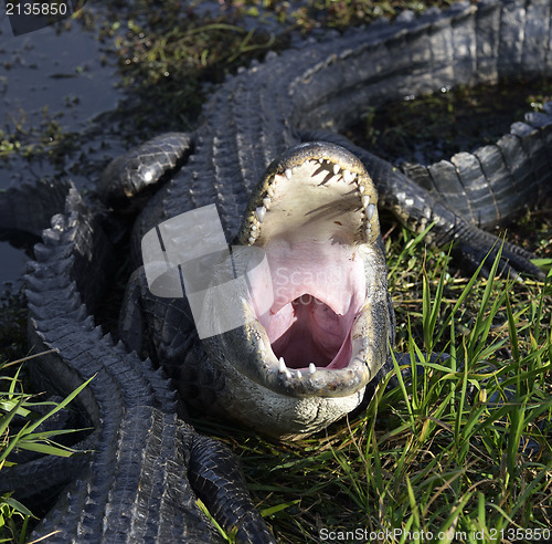 Image of Alligator With Open Mouth